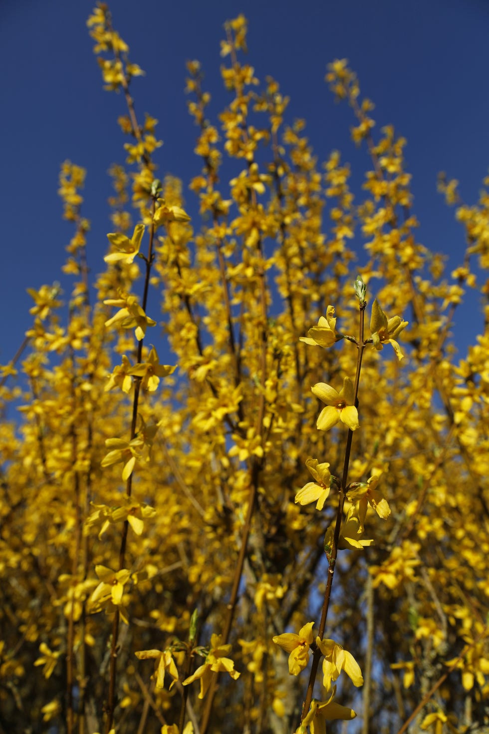 Forsythia in Eure