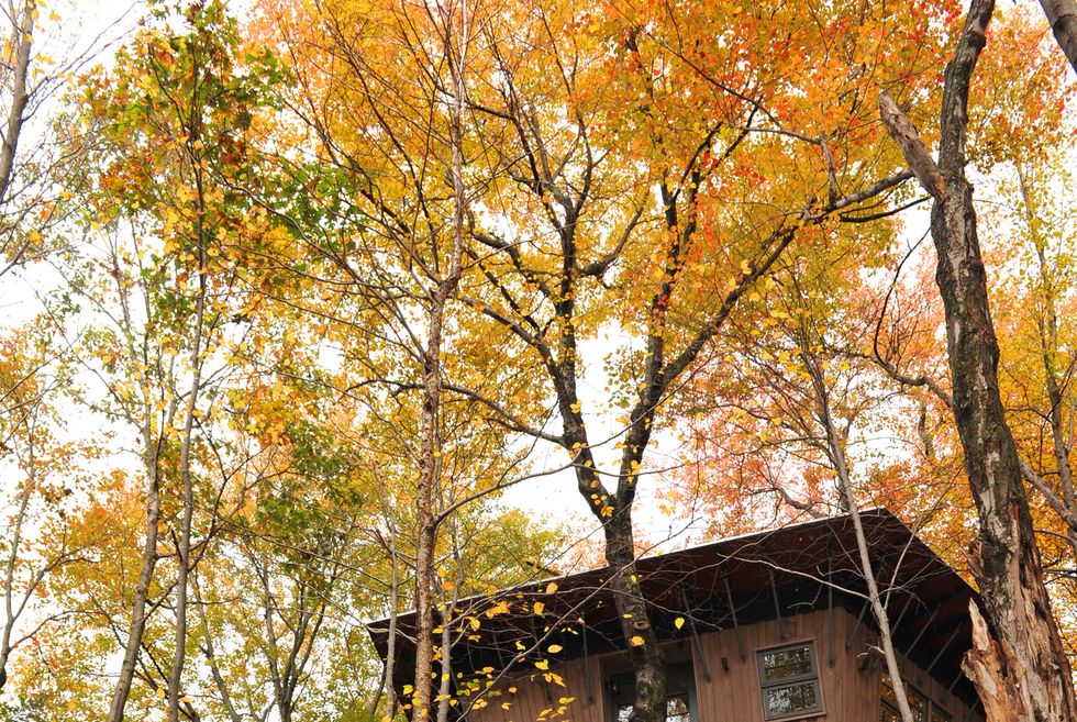 Tree, Leaf, Autumn, House, Biome, Woody plant, Tree house, Plant, Branch, Northern hardwood forest, 