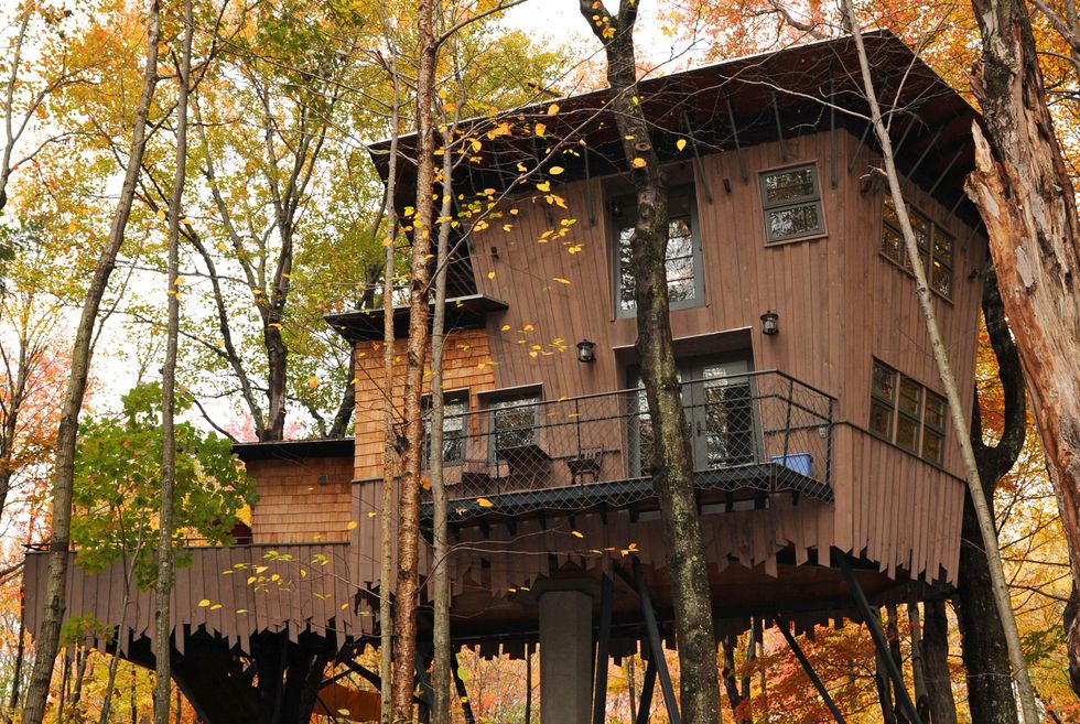 Tree, Leaf, Autumn, House, Biome, Woody plant, Tree house, Plant, Branch, Northern hardwood forest, 