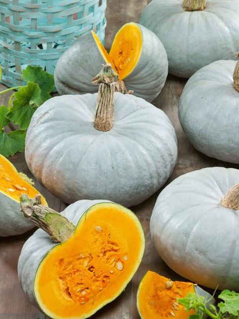 types of pumpkin like the blue prince variety