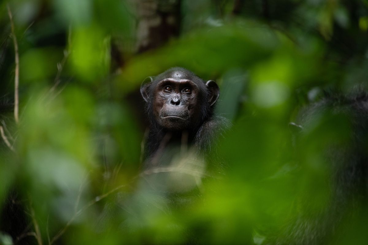 De ongeveer veertig chimpansees tellende Rekambogroep leeft in het Loango National Park in Gabon