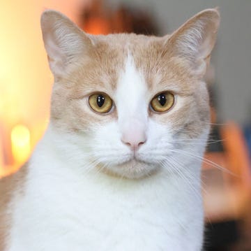 puck, the orange cat puck, the orange cat