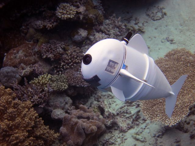 MIT's Robot Fish Can Blend in and Spy on Real Sea Creatures