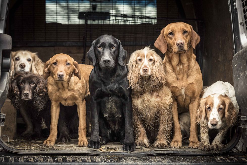 1st Dogs at Work Tracy Kidd © - Dog Photographer of the Year 2018