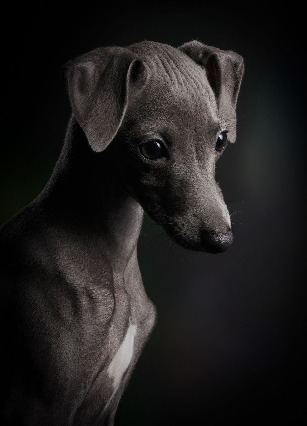 1st Puppies Klaus Dyba © - Dog Photographer of the Year 2018