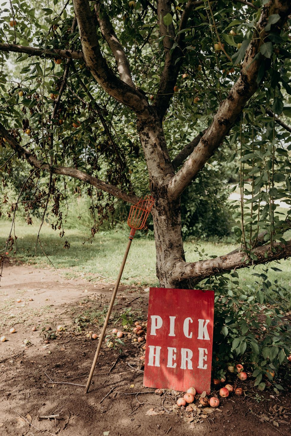 sign reading pick here sitting under and apple tree with a fruit picker