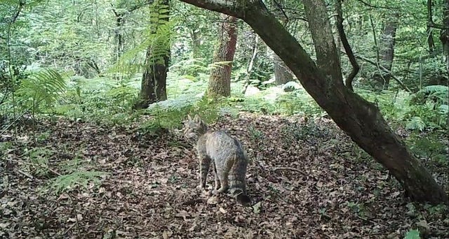 Wilde kat vastgelegd door cameraval in ZuidLimburg