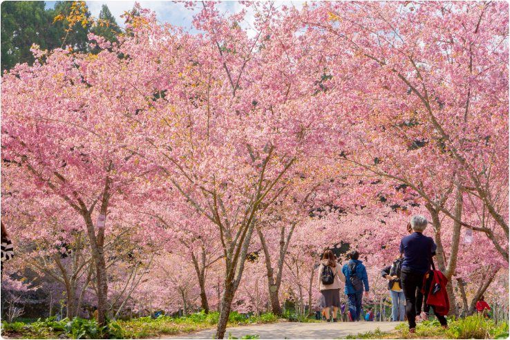 2023櫻花季開跑！精選全台3大春季賞櫻地點，日本認證