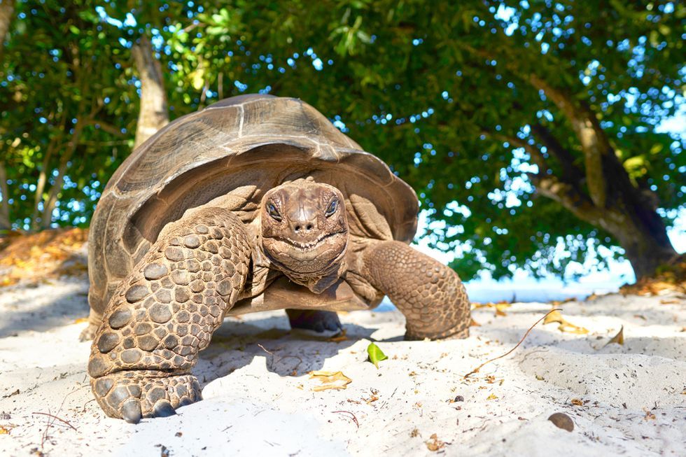 Tortoise, Galápagos tortoise, Turtle, Reptile, Chelonoidis, Gopher Tortoise, Desert tortoise, Terrestrial animal, Gopher tortoise, Organism, 
