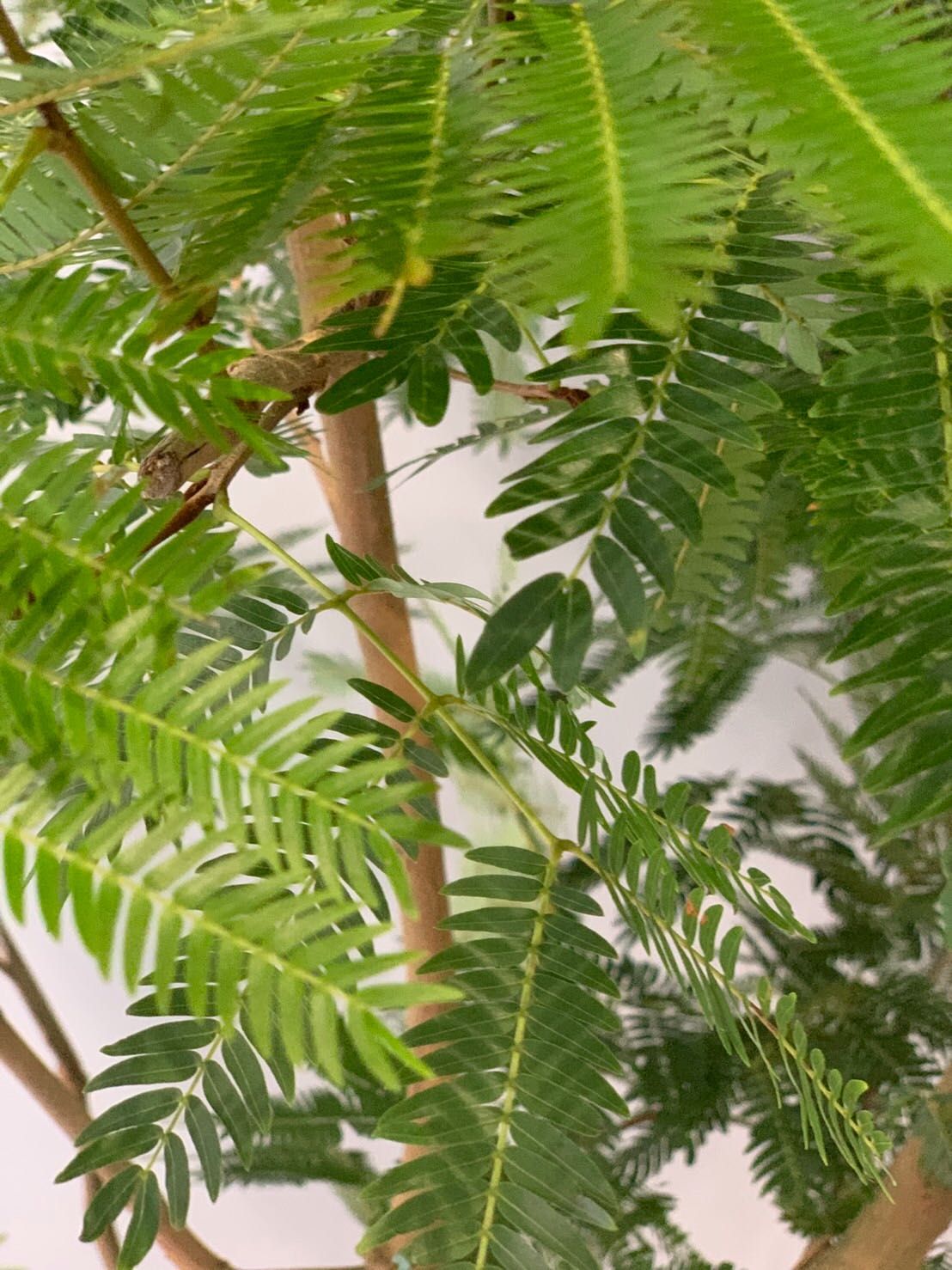 MONTHLY GREEN】夜になると“眠る”植物!? エバーフレッシュ