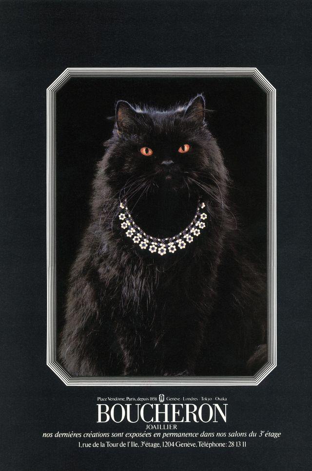 Black cat, Poster, Carnivore, Cat, Felidae, Whiskers, 