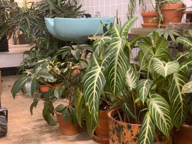 Plant, Houseplant, Flower, Arrowroot family, Monstera deliciosa, Terrestrial plant, Leaf, Flowerpot, Alismatales, Flowering plant, 