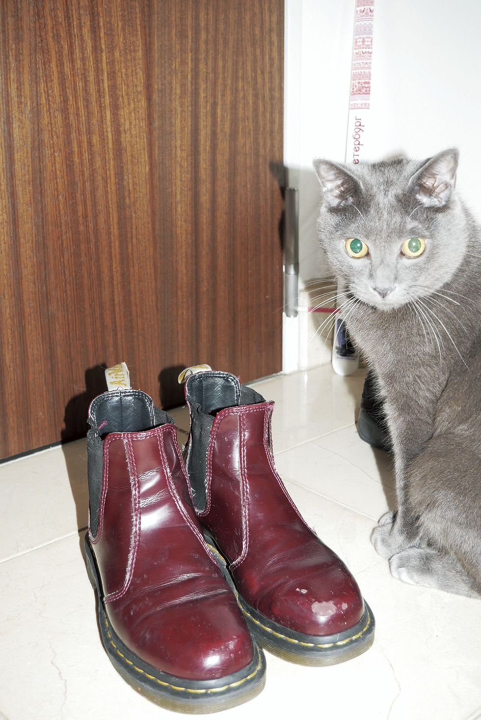 Shoe, Carnivore, Felidae, Small to medium-sized cats, Cat, Whiskers, Boot, Carmine, Grey, Liver, 