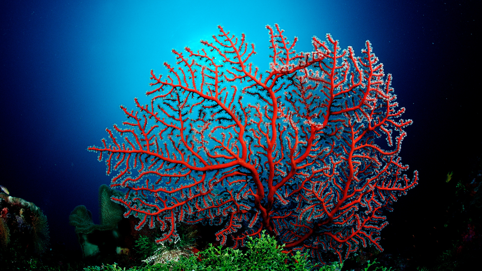 Corallo: caratteristiche, proprietà ed abbinamenti dell'albero del mare