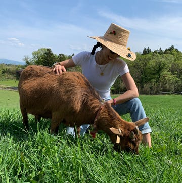 a man petting a cow