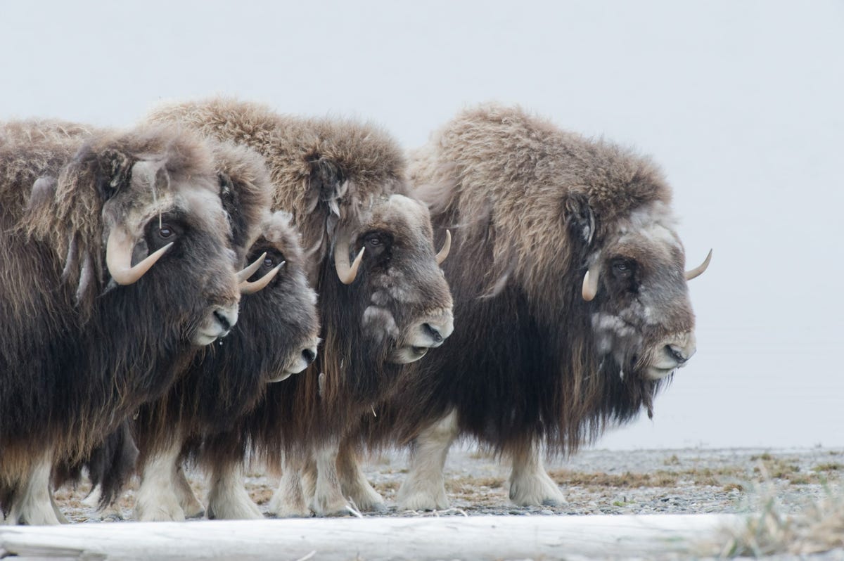 Muskusossen vormen een verdedigingsring rond hun kalveren In het Arctic National Wildlife Refuge van Alaska worden gebieden van de Coastal Plain 1002land bedreigd door mogelijke olieboringen