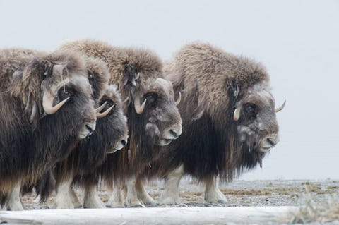 Muskusossen vormen een verdedigingsring rond hun kalveren In het Arctic National Wildlife Refuge van Alaska worden gebieden van de Coastal Plain 1002land bedreigd door mogelijke olieboringen