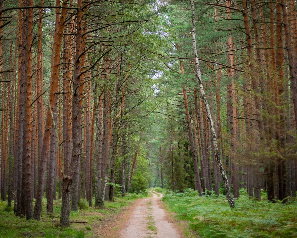 De talloze wandel en fietsroutes in Nationaal Park Sowiski leiden langs dennenbomen met een opvallende oranje bast