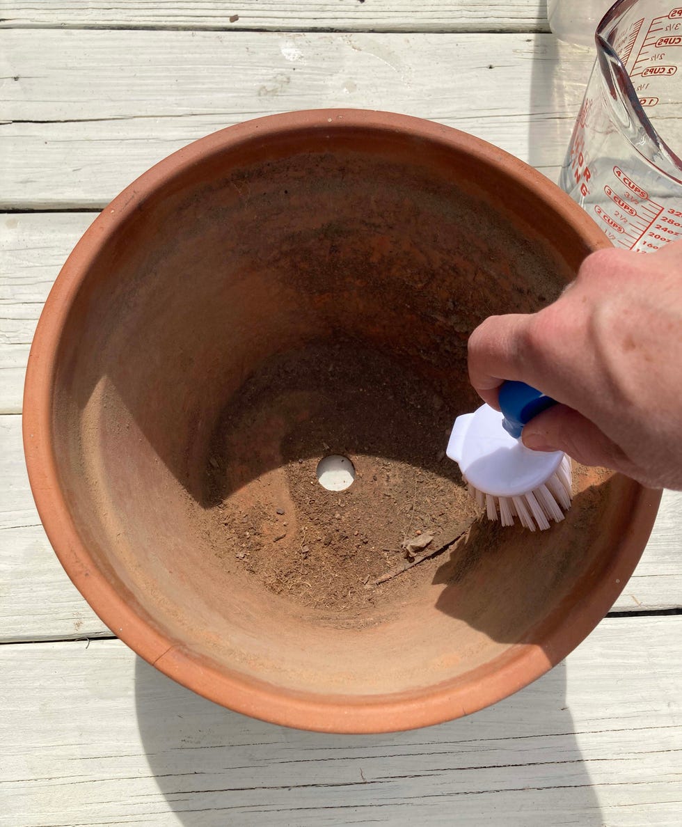 cleaning the inside of a dirty terra cotta pot with a scrub brush