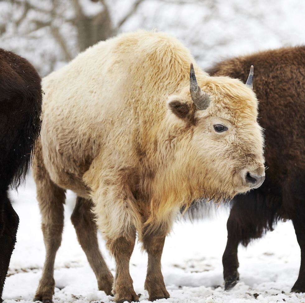 Learn About the Rare White Bison in Missouri's Dogwood Canyon Park