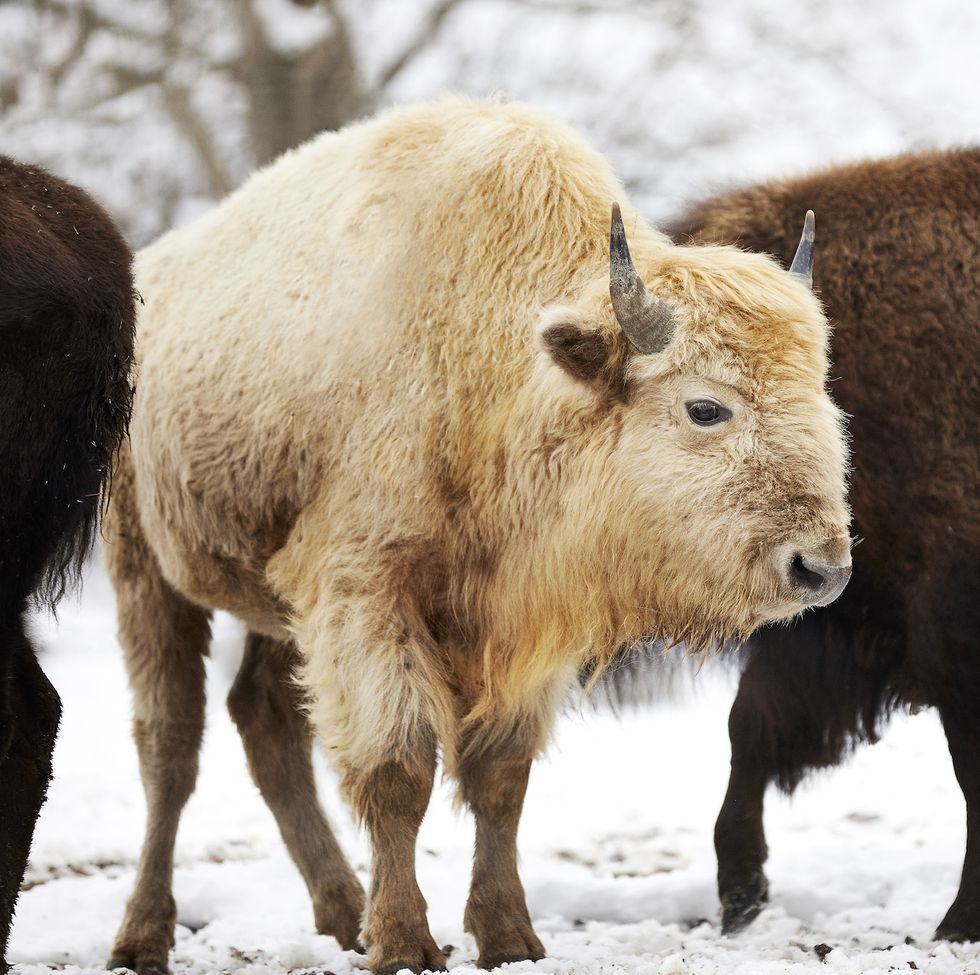 white bison