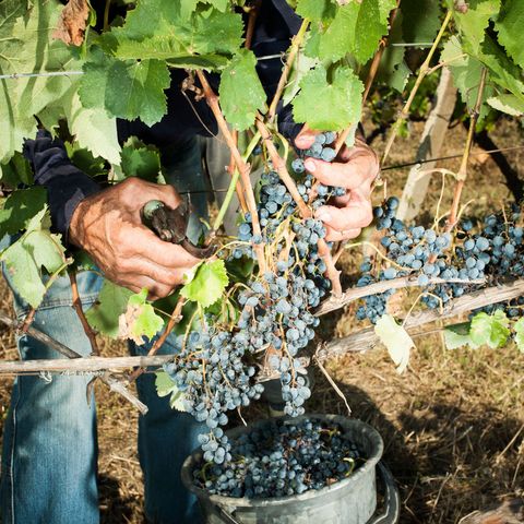 The wine grape may have originated at the foot of the Caucasus Mountains in Georgia which has more than 500 indigenous varieties