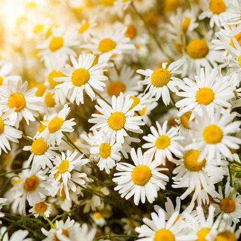 Flower, Flowering plant, Marguerite daisy, heath aster, mayweed, Oxeye daisy, Daisy, Chamaemelum nobile, chamomile, camomile, 