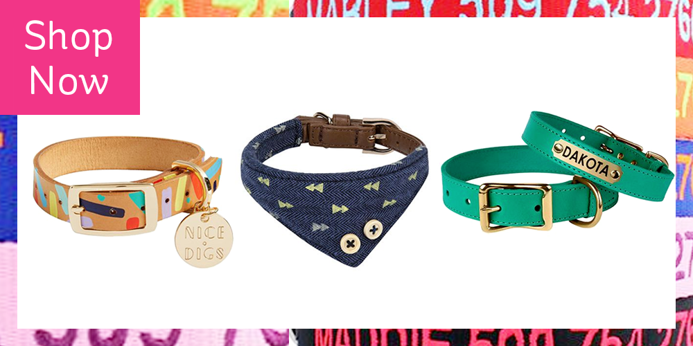 Unusual dog fashion collars