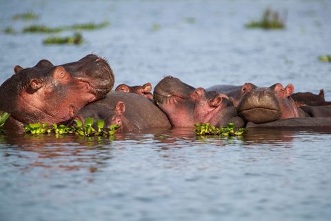 Deze nijlpaarden hebben het beste plekje gevonden om de hele ochtend door te slapen  bij elkaar schrijft Your Shotfotograaf John MacDonald Toen onze boot langs voer gingen er een paar ogen open om ons in de gaten te houden maar ze bleven tegen elkaar aan liggen