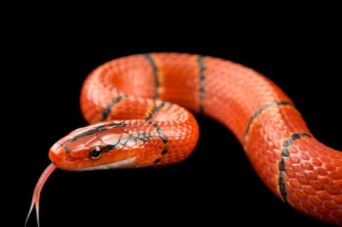 Een rattenslang van de ondersoortOreocryptophis porphyraceus laticincta afkomstig uit een privcollectie in SaintJeandeBournay Frankrijk