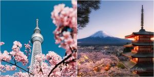 Flower, Cherry blossom, Landmark, Blossom, Spring, Natural landscape, Plant, Tourism, Sky, Stock photography, 