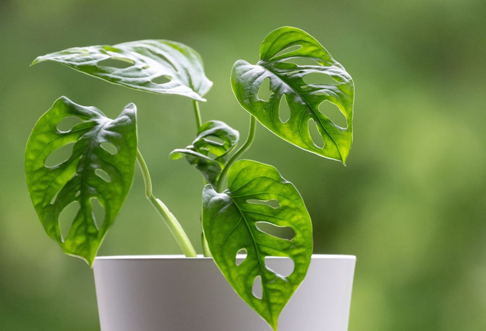 Monstera