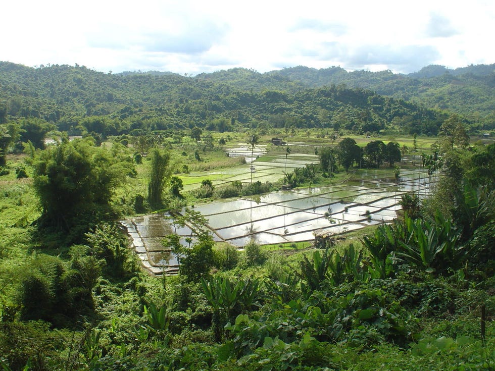 Vegetation, Nature, Hill station, Nature reserve, Highland, Natural landscape, Jungle, Landscape, Wilderness, Botany, 