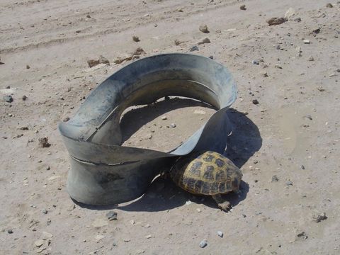 Turtle, Tortoise, Tire, Sand, Automotive tire, Personal protective equipment, 