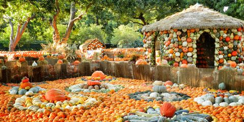 Dallas Arboretum Pumpkin Village - 2012