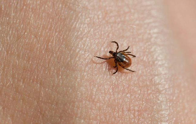 Treat Clothes with Bug Spray to Prevent Ticks