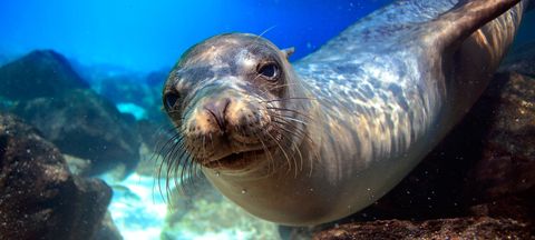Vertebrate, Seal, California sea lion, Marine biology, Steller sea lion, Marine mammal, Harbor seal, Organism, Fur seal, Terrestrial animal, 