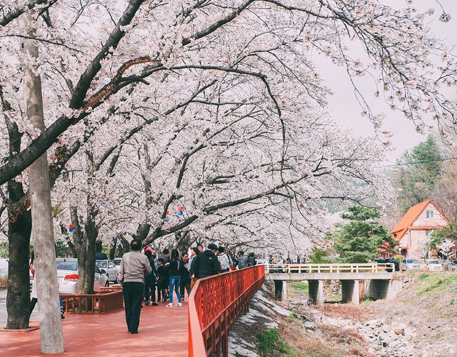 Tree, Flower, Cherry blossom, Blossom, Spring, Plant, Woody plant, Branch, Waterway, Tourism, 