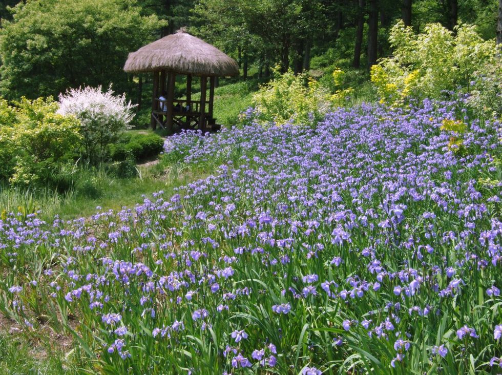 Flowering plant, Flower, Lavender, Plant, Meadow, Spring, Garden, English lavender, Botany, Grass family, 
