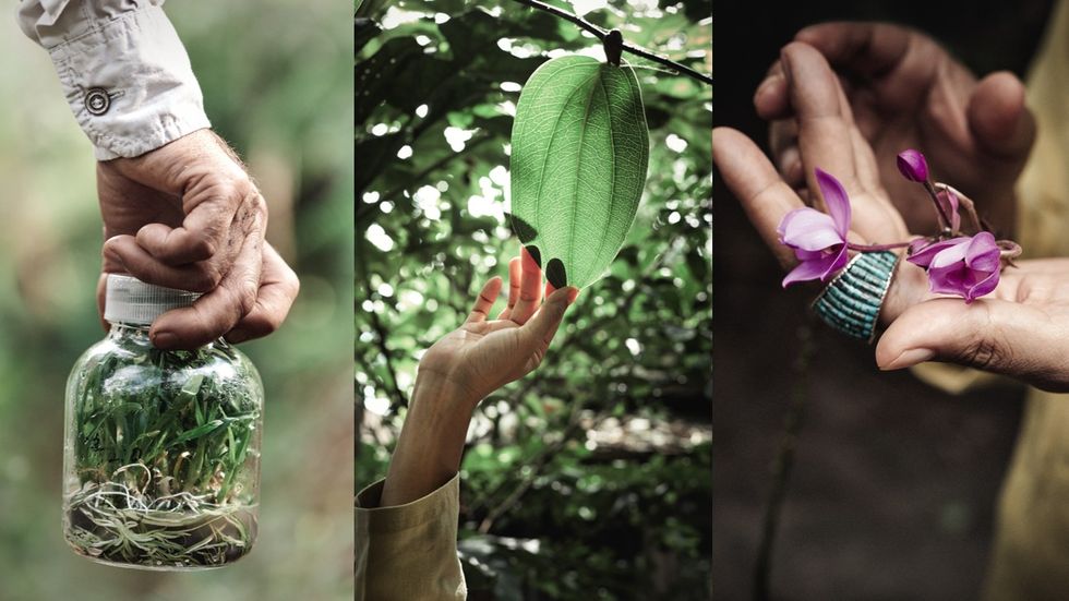 Hand, Leaf, Tree, Plant, Botany, Adaptation, Flower, Plant pathology, Finger, Soil, 