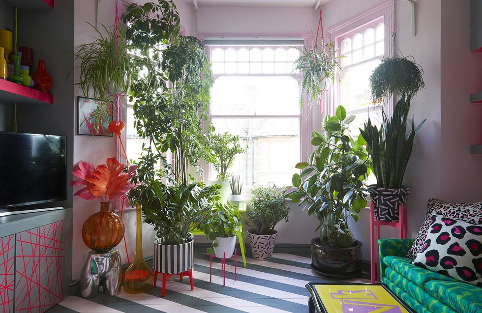 Houseplant, Room, Green, Interior design, Red, Property, Living room, Pink, Home, House, 