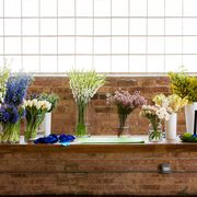 Blue, Houseplant, Cobalt blue, Flowerpot, Flower, Plant, Wall, Floral design, Room, Table, 