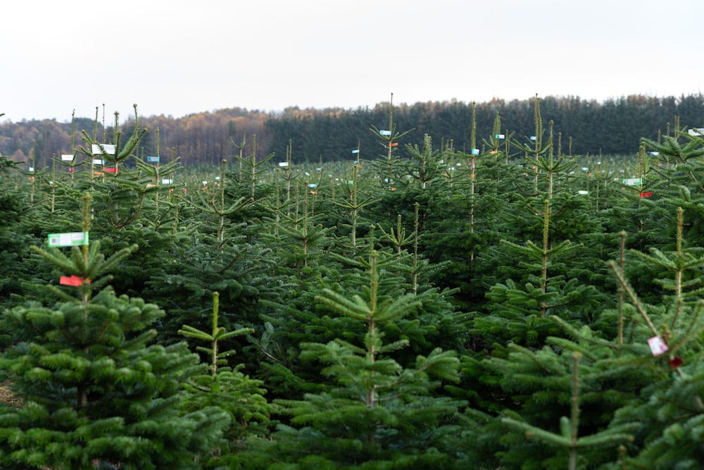 Lidl Is Selling Real British Christmas Trees Lidl UK Offers