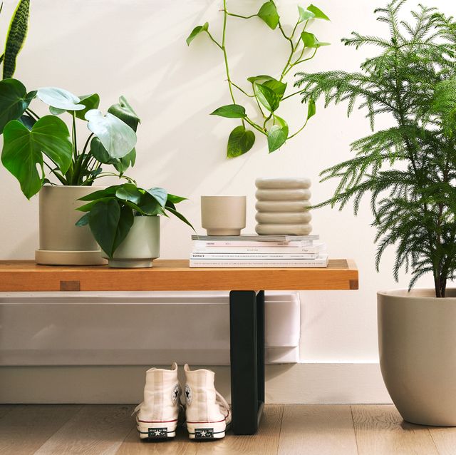 15 hardy houseplants and where to put them