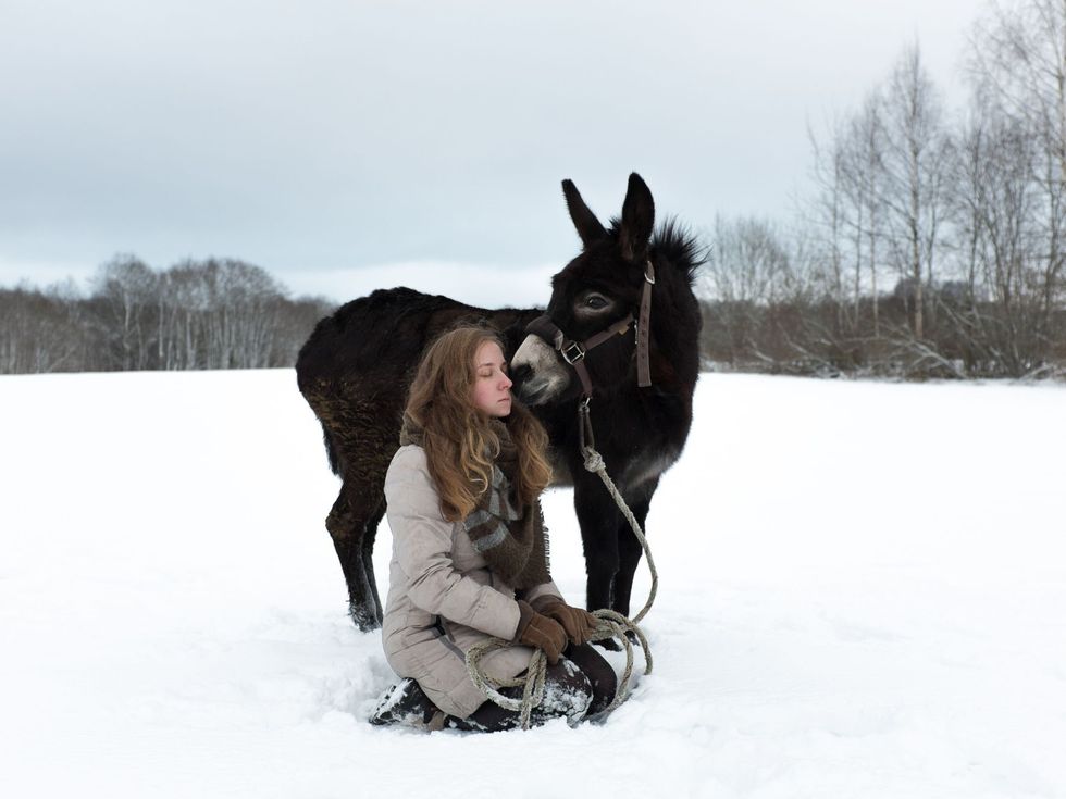 Horse, Winter, Snow, Mane, Bridle, Freezing, Stallion, Photography, Pack animal, Mare, 