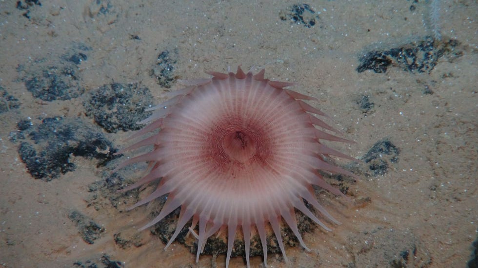Op de zeebodem van de Stille Oceaan is een zeeanemoon tussen een stel metaalrijke ertsknollen neergestreken Deze foto werd genomen door een op afstand bestuurbare onderzeer van GEOMAR tijdens een expeditie van Europese wetenschappers naar de ClarionClippertonZone Het doel van de expeditie was om na te gaan welke uitwerking het delven van mangaanknollen in het gebied zou hebben