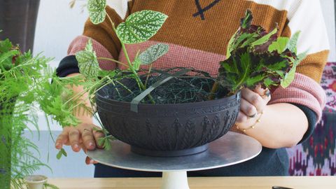 Flowerpot, Houseplant, Plant, Flower, Herb, Leaf, geranium, 
