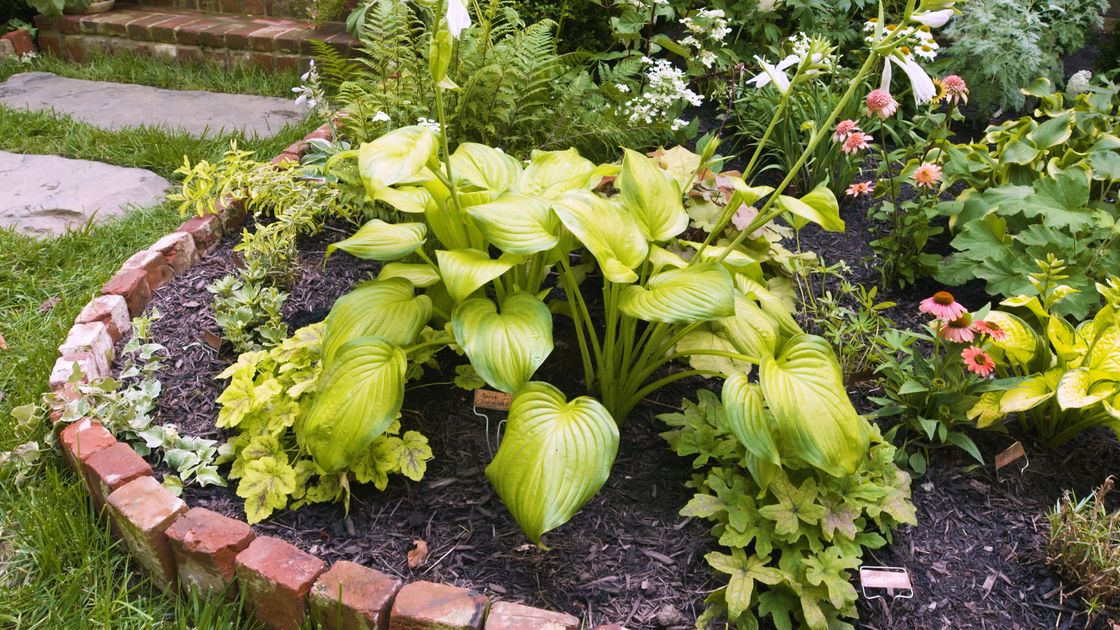 preview for How to Plant and Care for Hostas