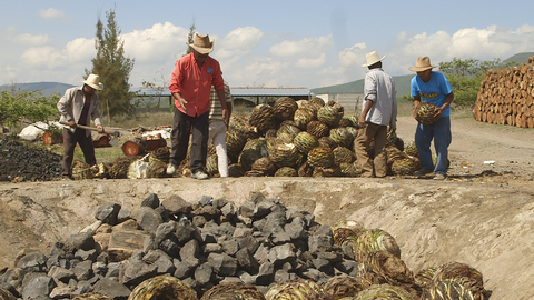 Workers with Mexican agave plant making mezcal