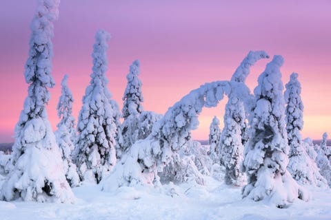 NATIONAAL PARK RIISITUNTURI, FINLAND NATIONAAL PARK RIISITUNTURI FINLANDBovenop de heuvel in het Nationale Park Riisitunturi in Finland bevindt zich een echt Fins natuurfenomeen tykky Tykky is de heerlijke Finse term voor sneeuw die zich op boomtakken ophoopt zodat die gaan doorbuigen De sneeuw is uniek voor de aan de elementen blootgestelde heuveltoppen van Lapland Deze foto laat tykky in verschillende stadia van opeenhoping zien allemaal belicht door het schitterend roze schijnsel van de Arctische schemering